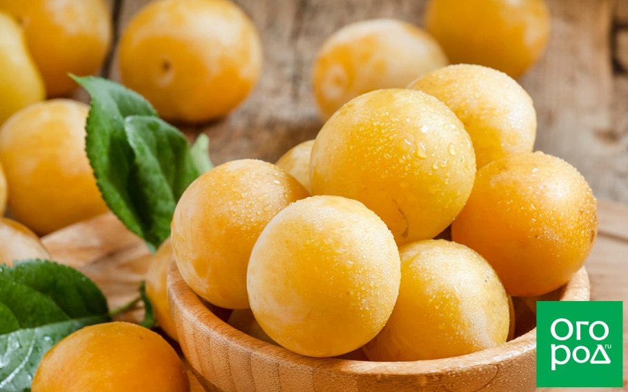 Алыча сорт Гек