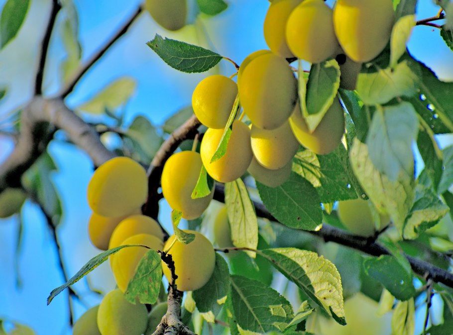 Алыча дынная