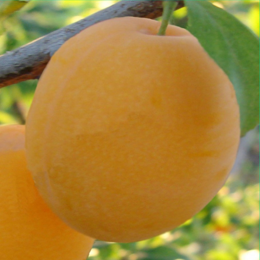 Слива ранняя желтая самоплодная