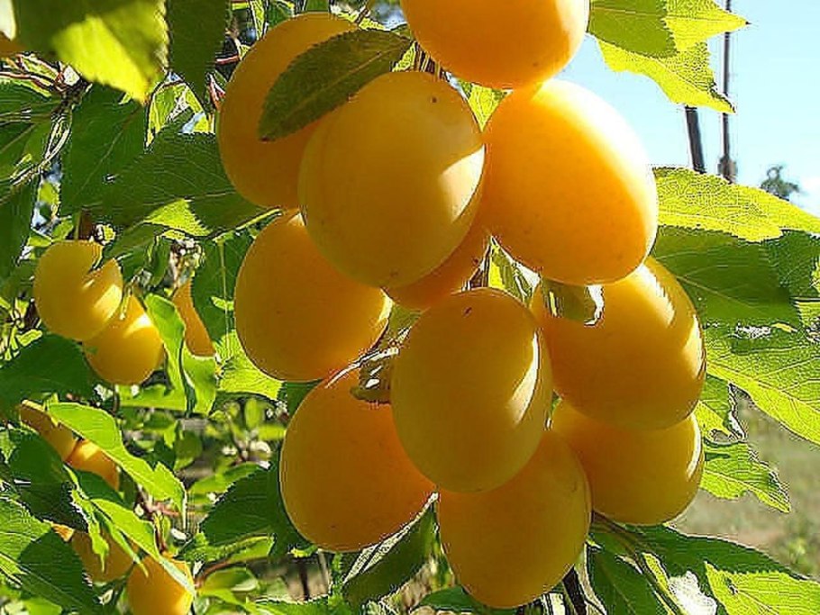 Алыча Абрикосовая
