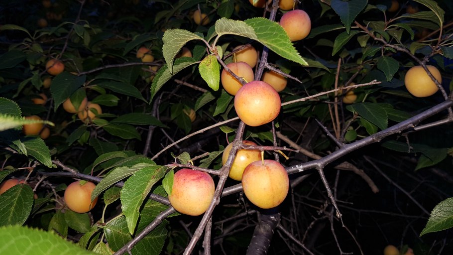 Слива Очаковская желтая