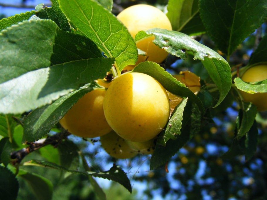 Слива Мирабель колоновидная