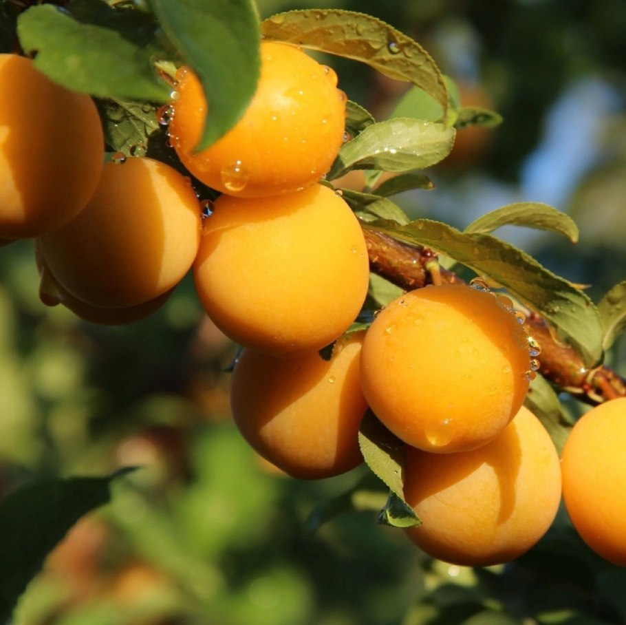 Терн алыча слива