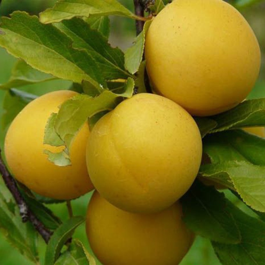 Слива алыча Сонейка