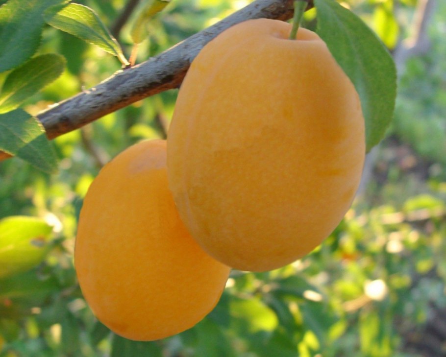 Greengages алыча