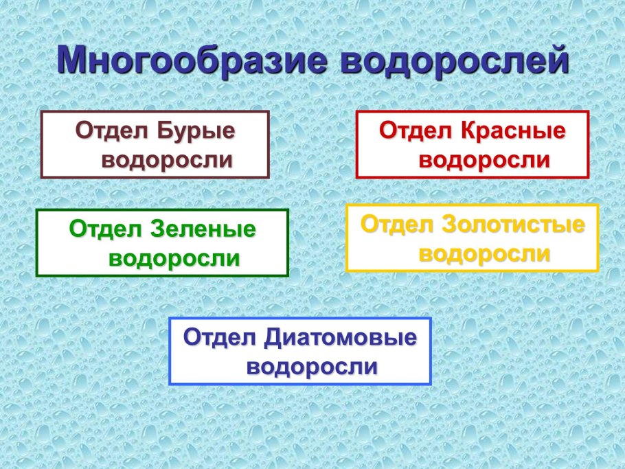 Царство растения Подцарство высшие растения