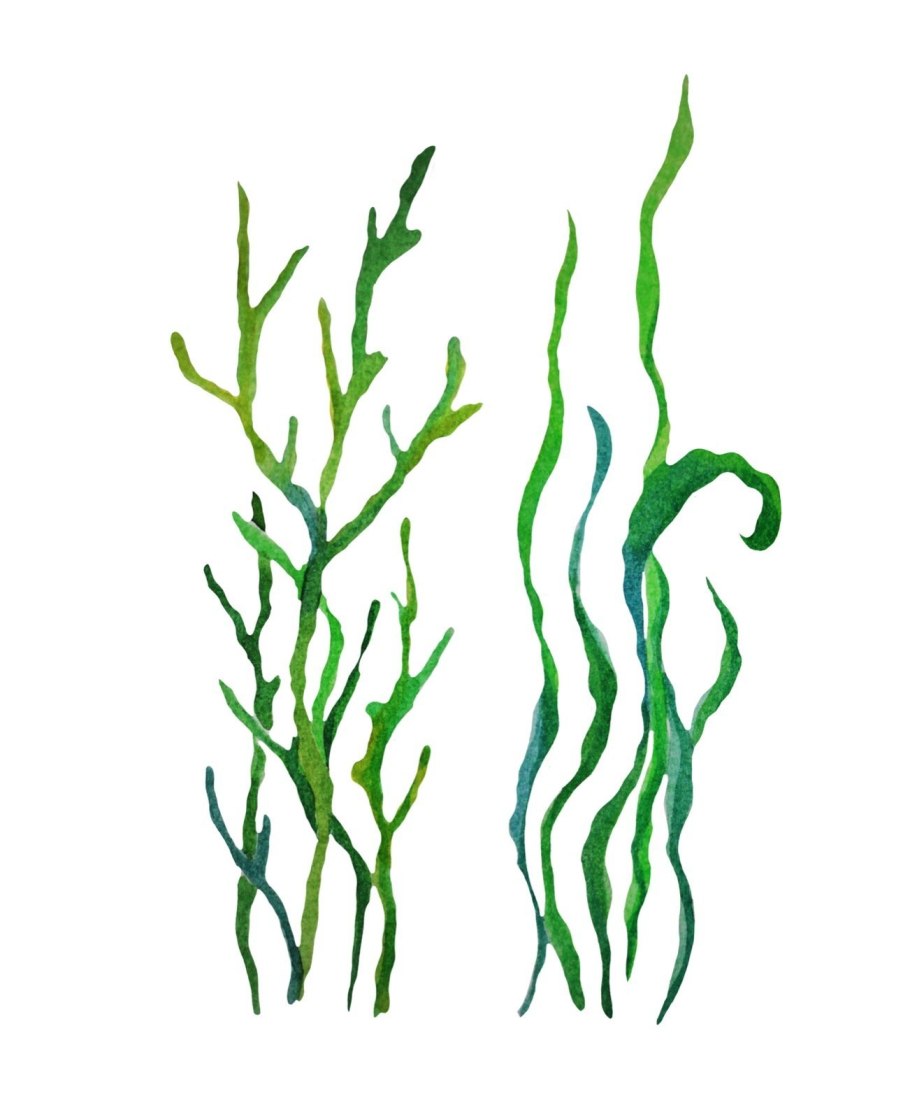 Chlorophyta отдел зелёные водоросли