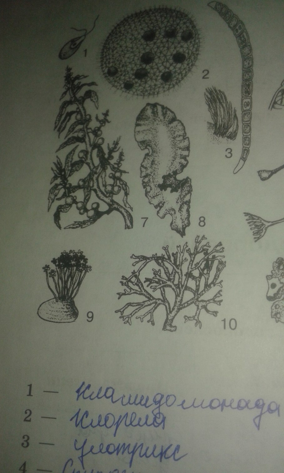 Колония одноклеточных водорослей