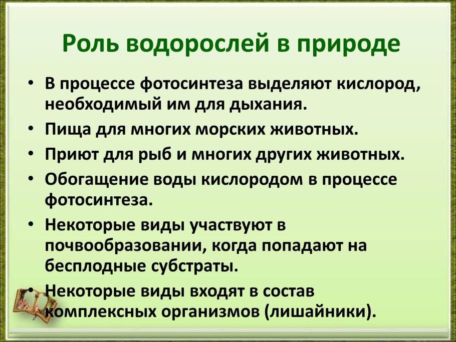 Роль водорослей в природе и жизни человека 5 класс биология