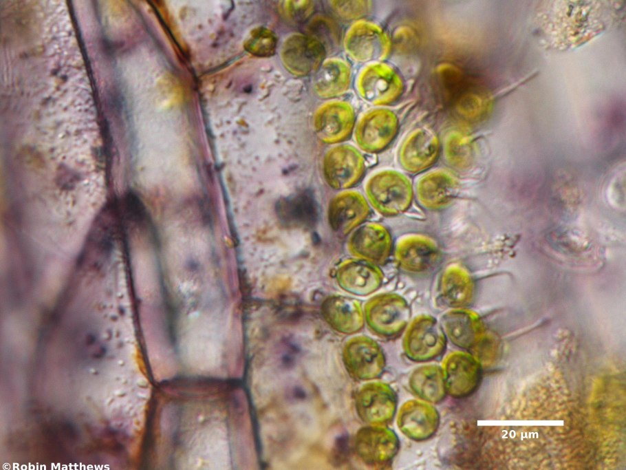 Chlorococcum humicola