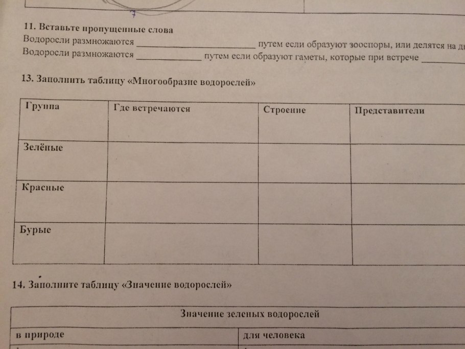 Многообразие отделов водорослей