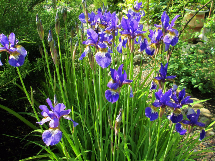 Ирис Сибирский Каррьер
