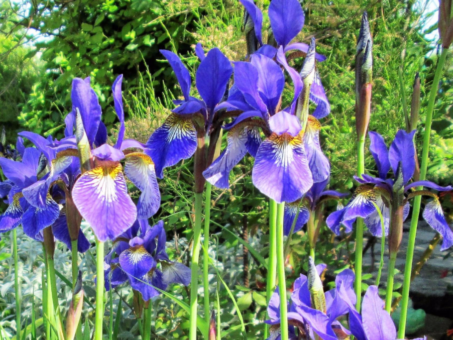 Ирис тонколистный желтый