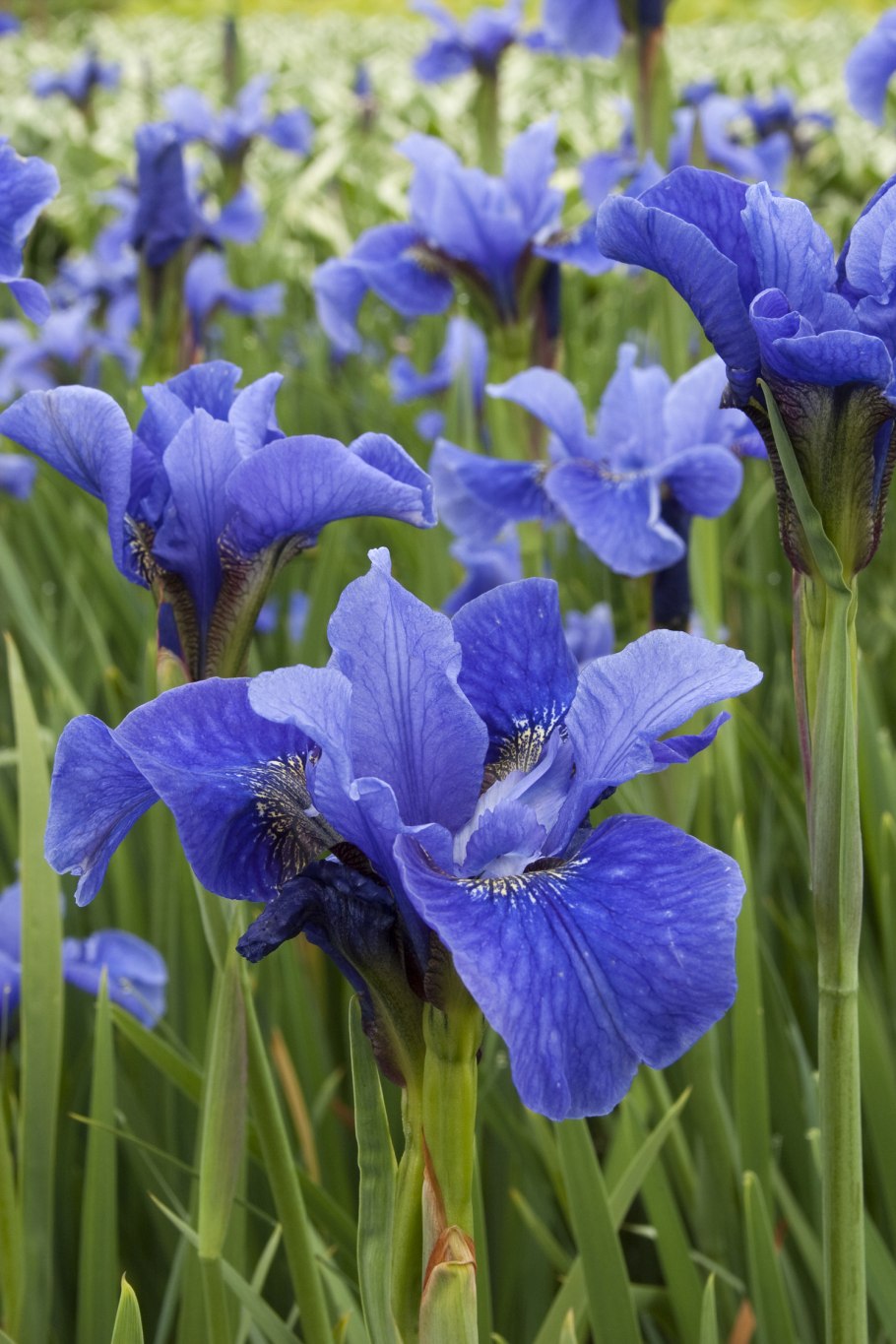 Ирис Сибирский блуу Мун