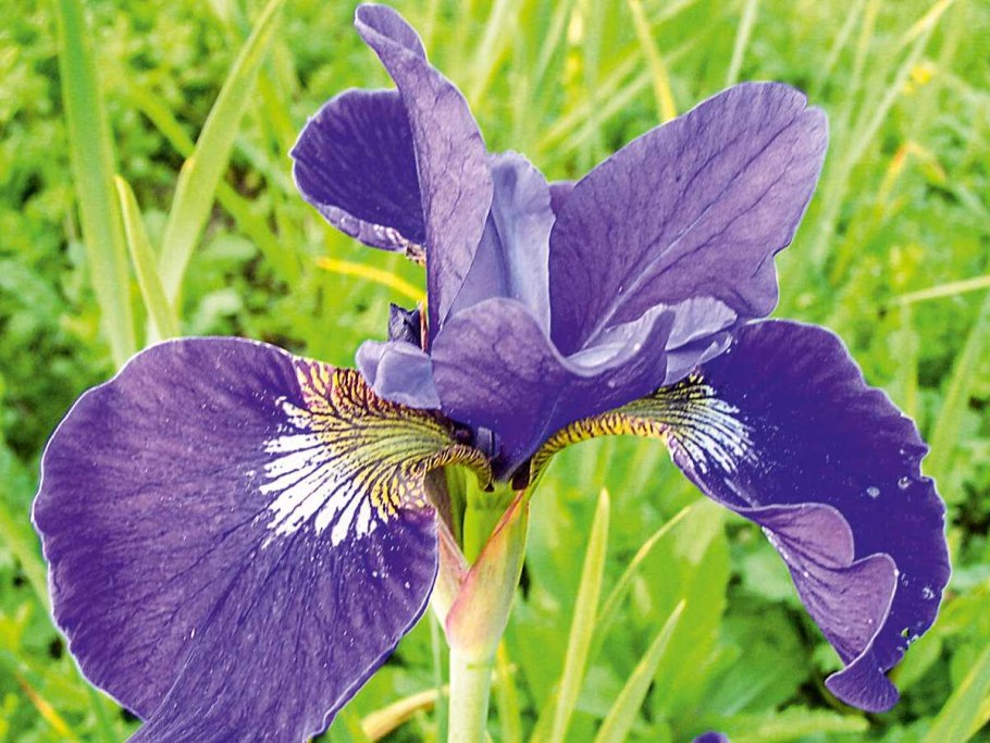 Ирис Сибирский Блю Кинг