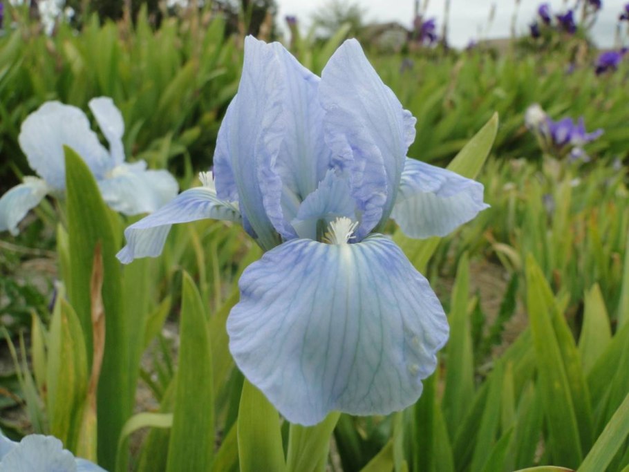 Ирис карликовый демон