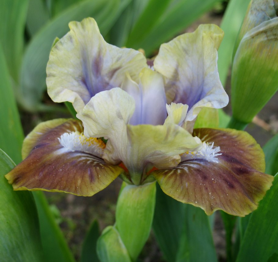 Ирис карликовый Ритц