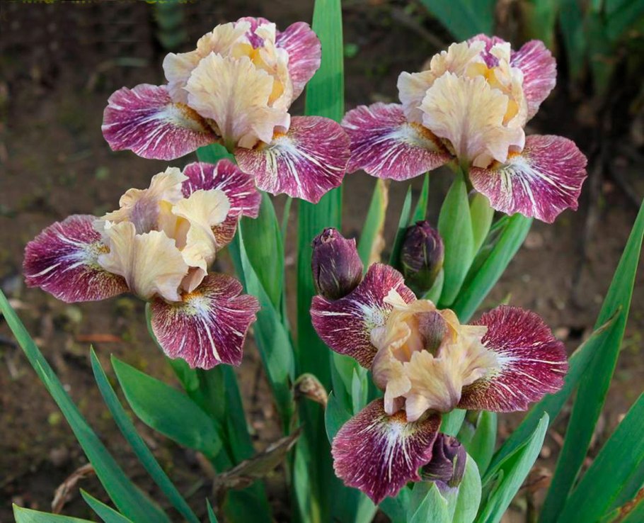 Карликовый Ирис Айрис