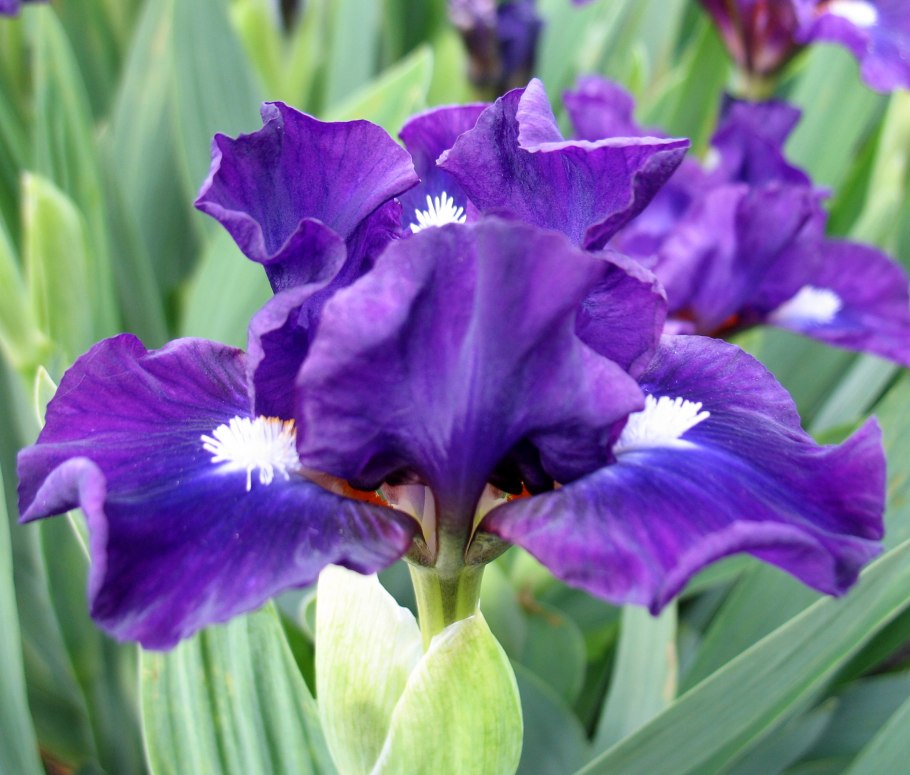 Ирис карликовый Дэнфорта