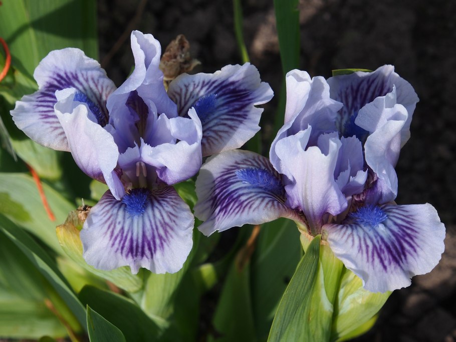 Ирис карликовый petit Polka