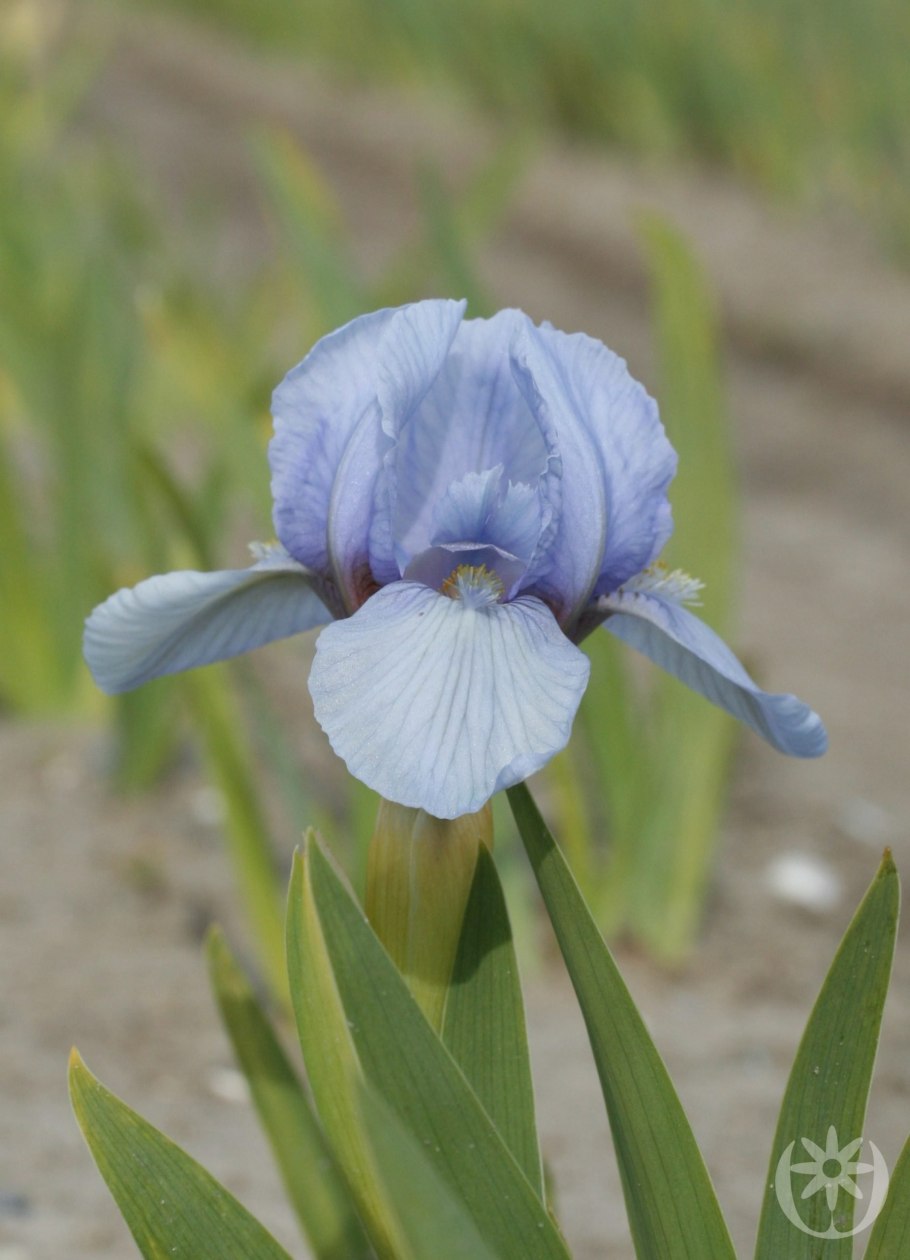 Ирис карликовый демон