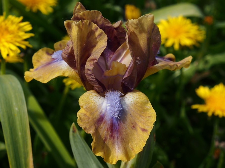 Глинт Ирис карликовый