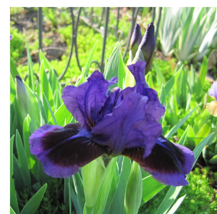 Ирис карликовый (Iris pumila)
