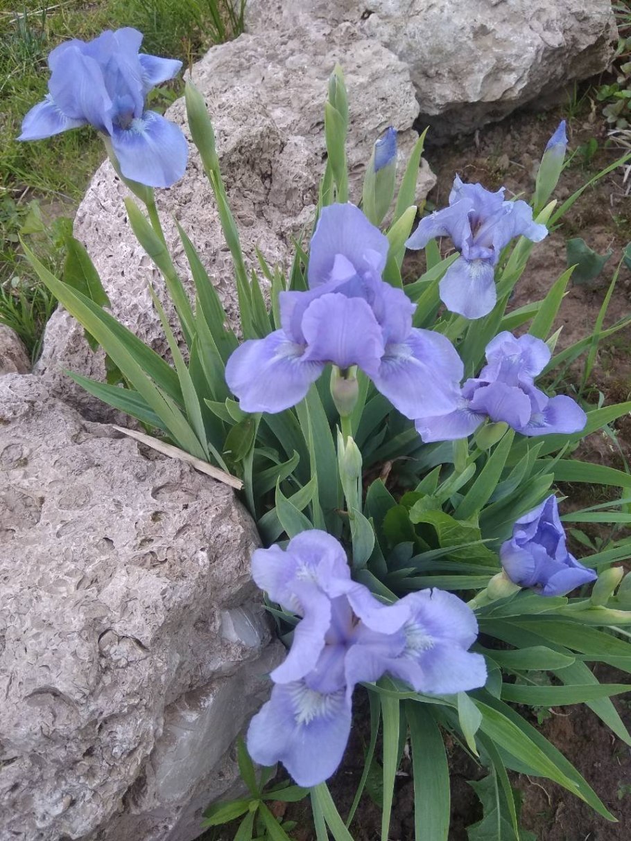 Ирис карликовый petit Polka