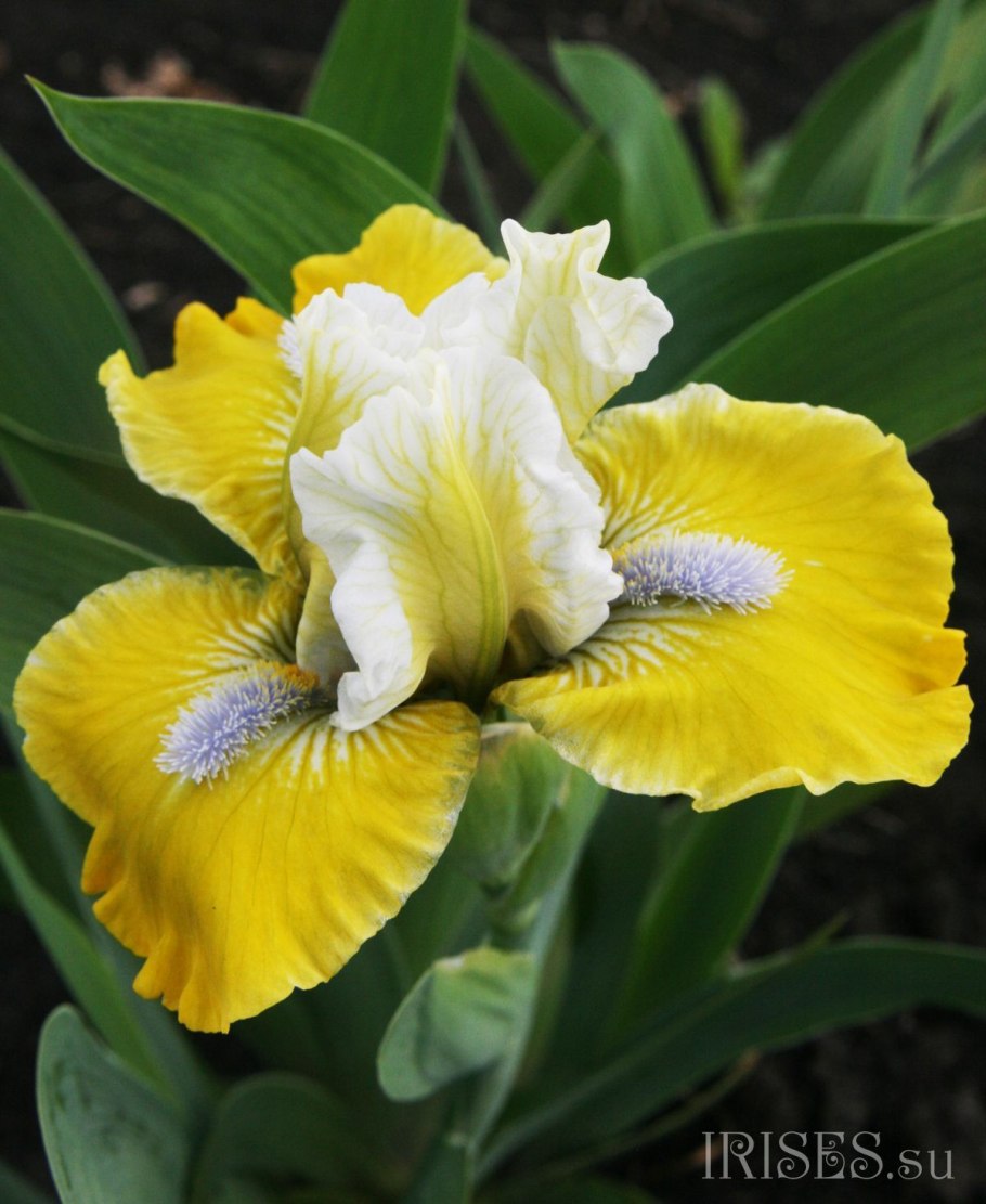 Iris collection