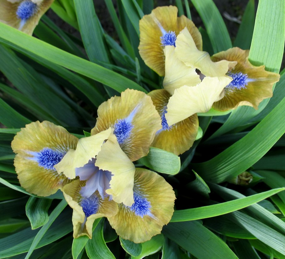 Ирис карликовый Galleon Gold