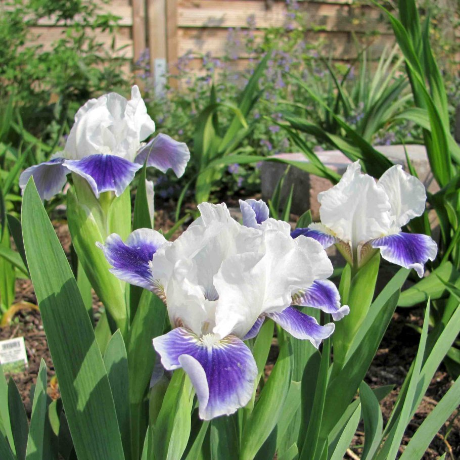 Ирис карликовый