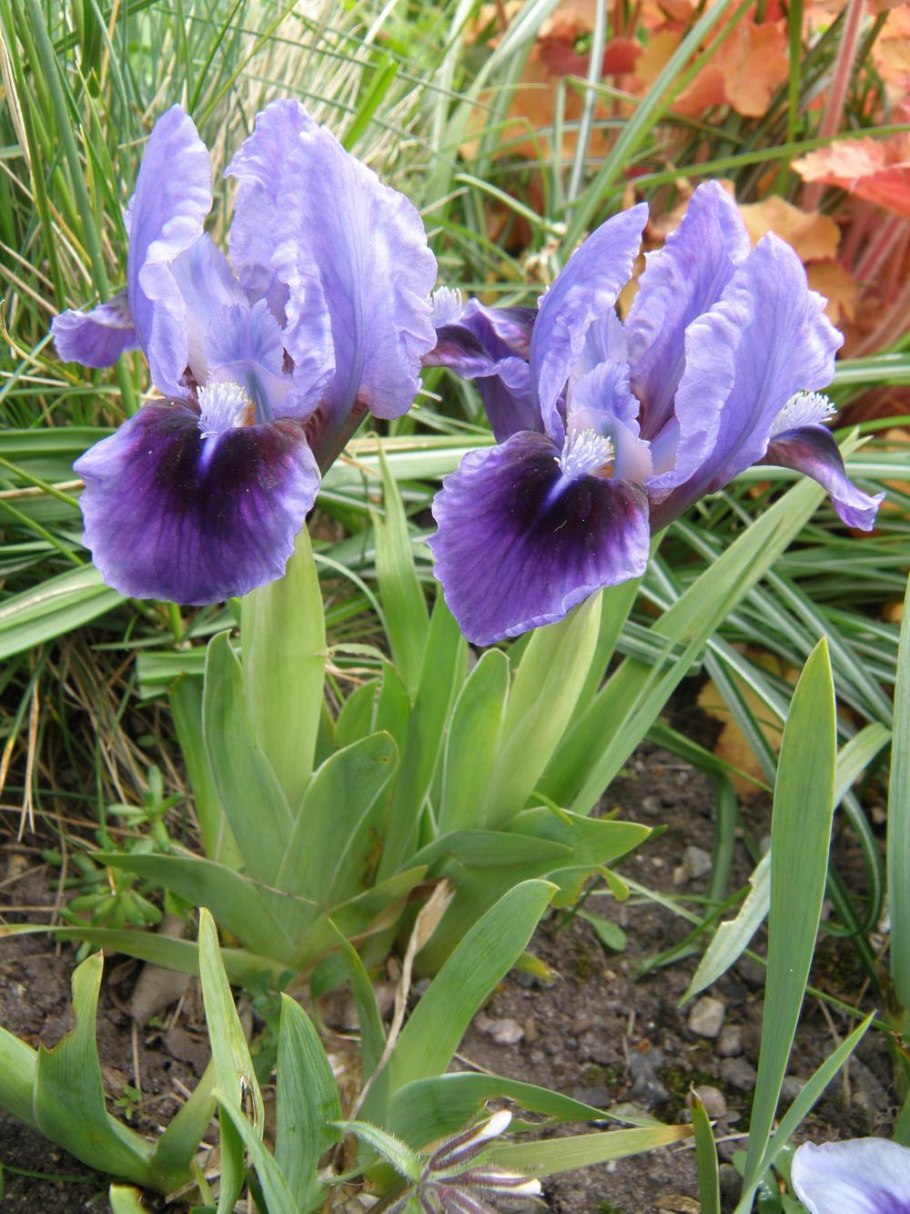 Ирис Касатик карликовый