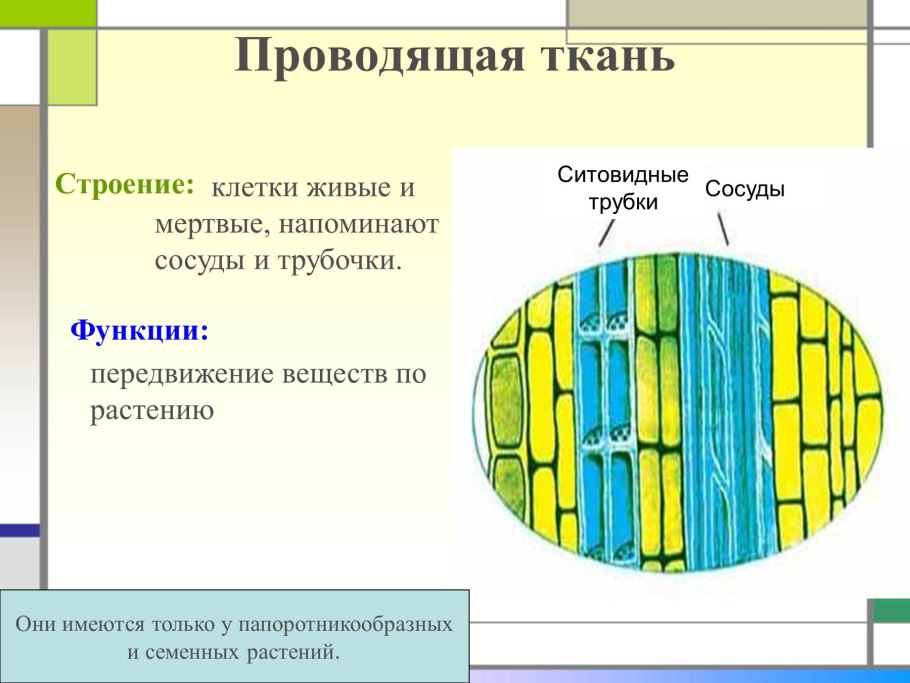Строение проводящей ткани растений