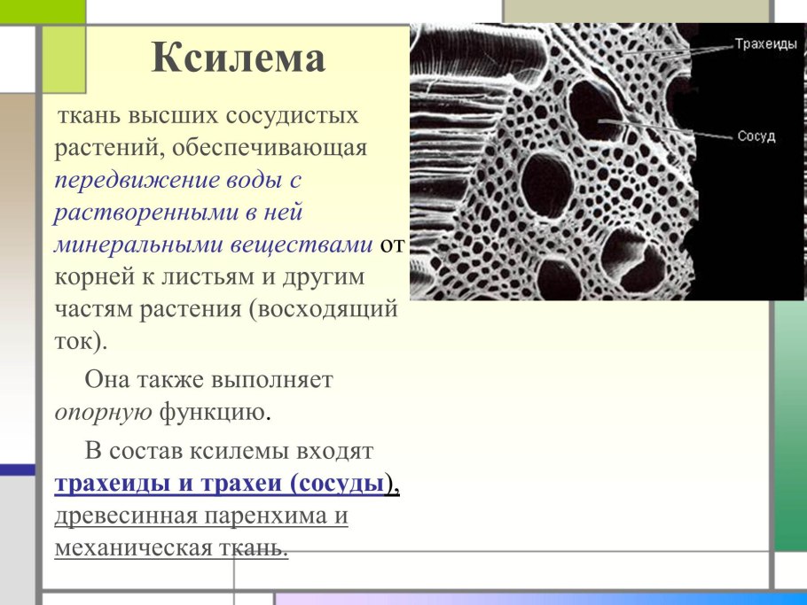 Основная ткань ксилемы