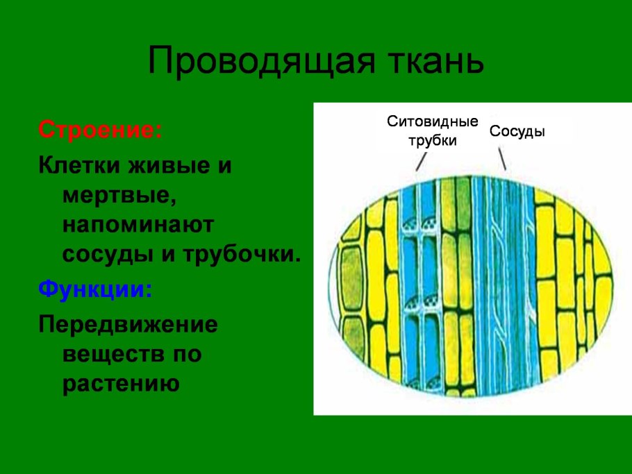 Васкулярная ткань