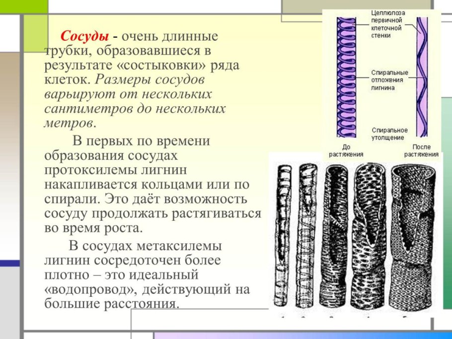 Сосуды и трахеиды ткани растений