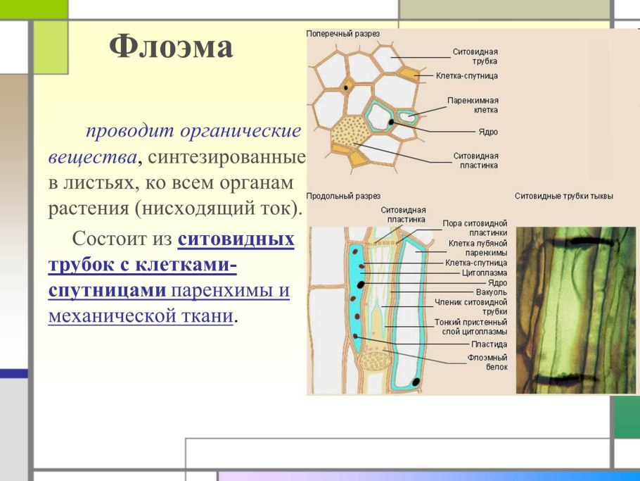 Ситовидные трубки луба