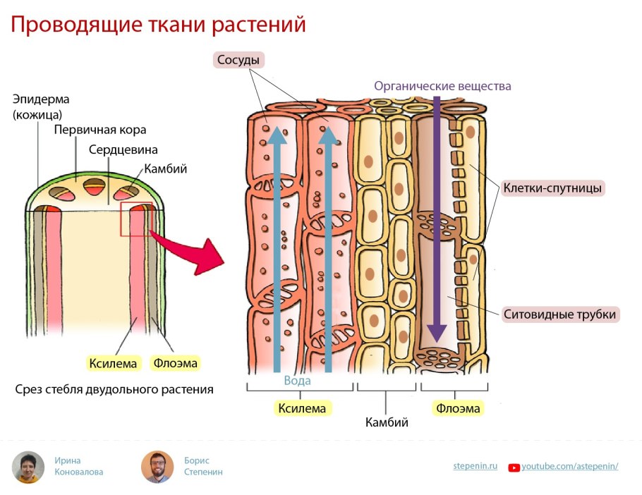 Строение ткани растений Ксилема