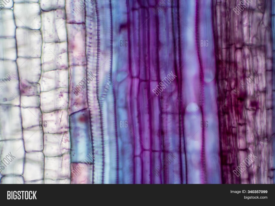 Primary Integumentary Tissue of Plants Microscope