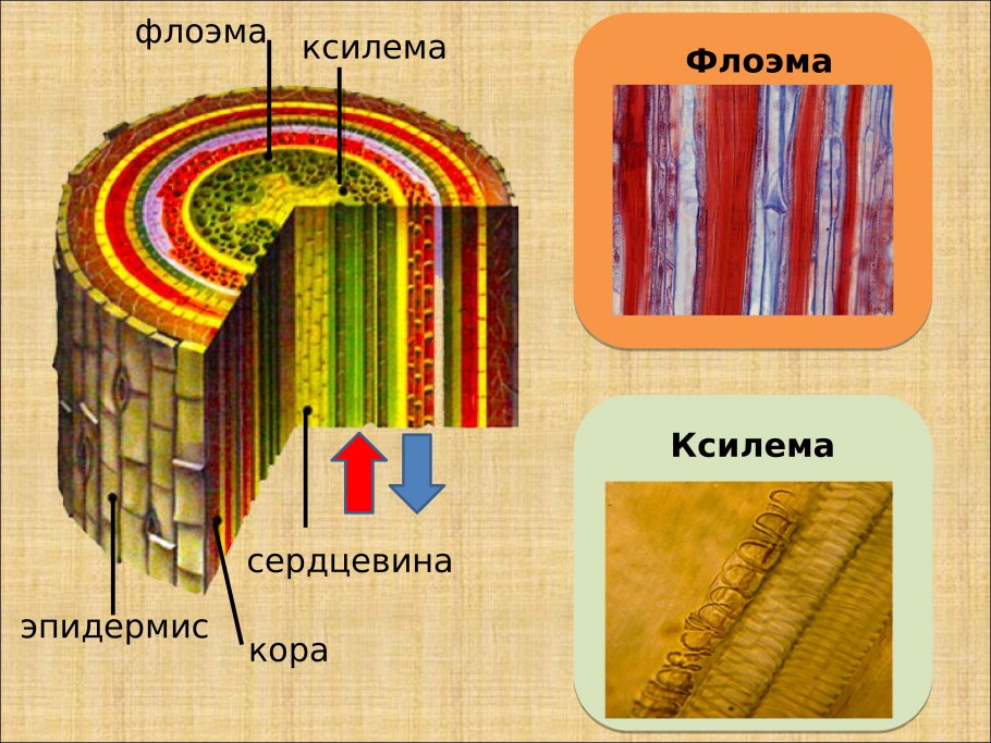 Строение стебля флоэма и Ксилема