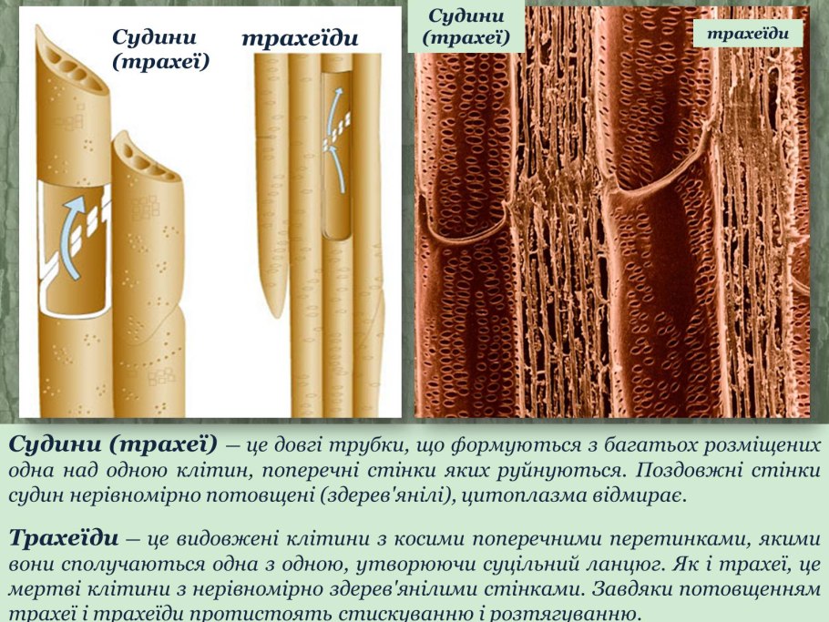 Проводящие ткани: трахеи (сосуды), ситовидные трубки, трахеиды