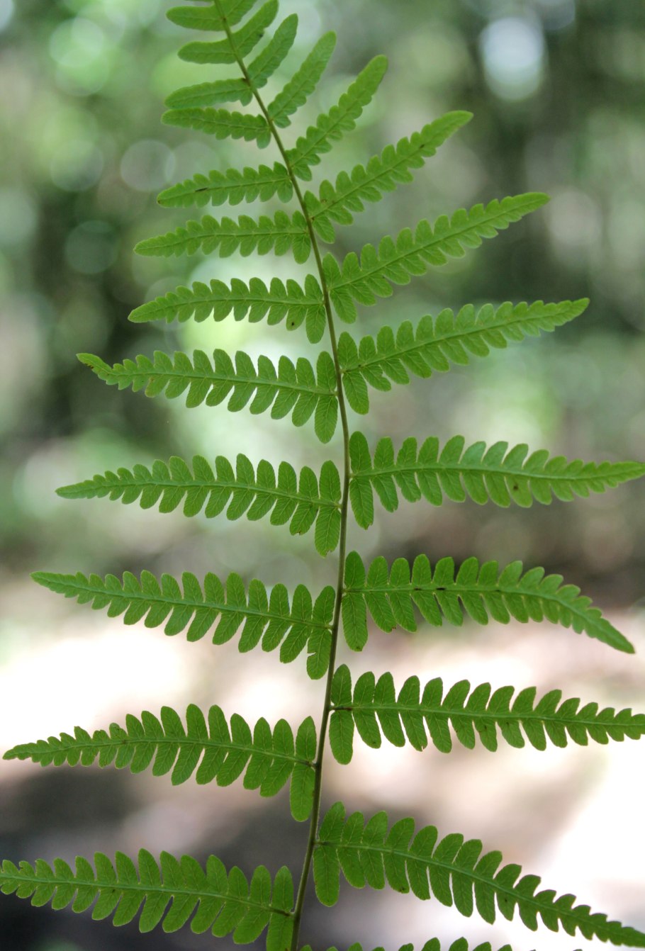 Dryopteris carthusiana