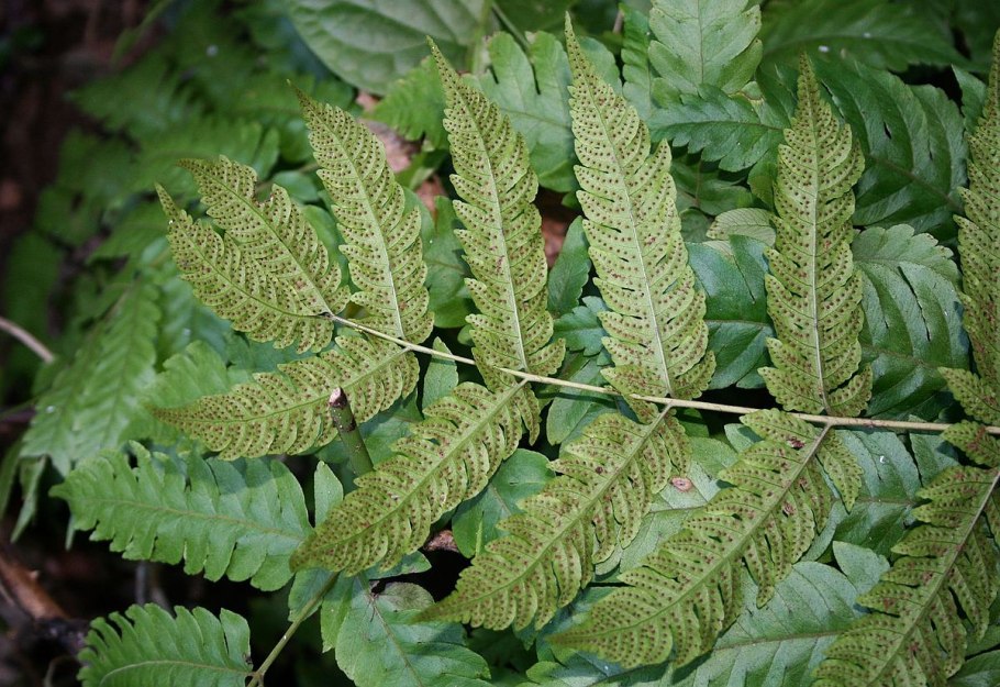 Polystichum squarrosum