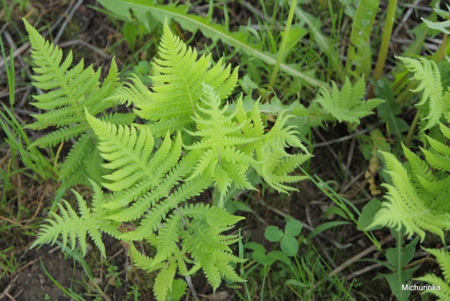 Телиптерис буковый