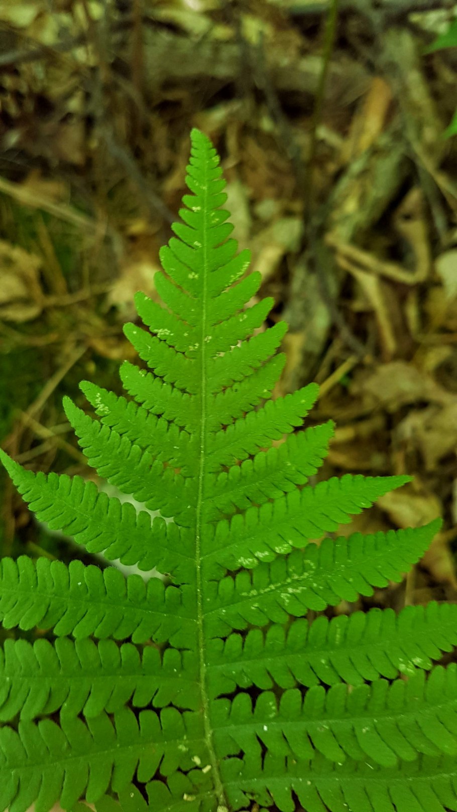 Phegopteris connectilis