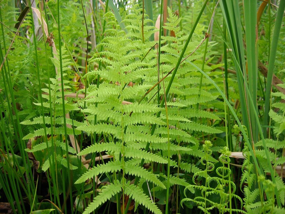 Thelypteris Phegopteris