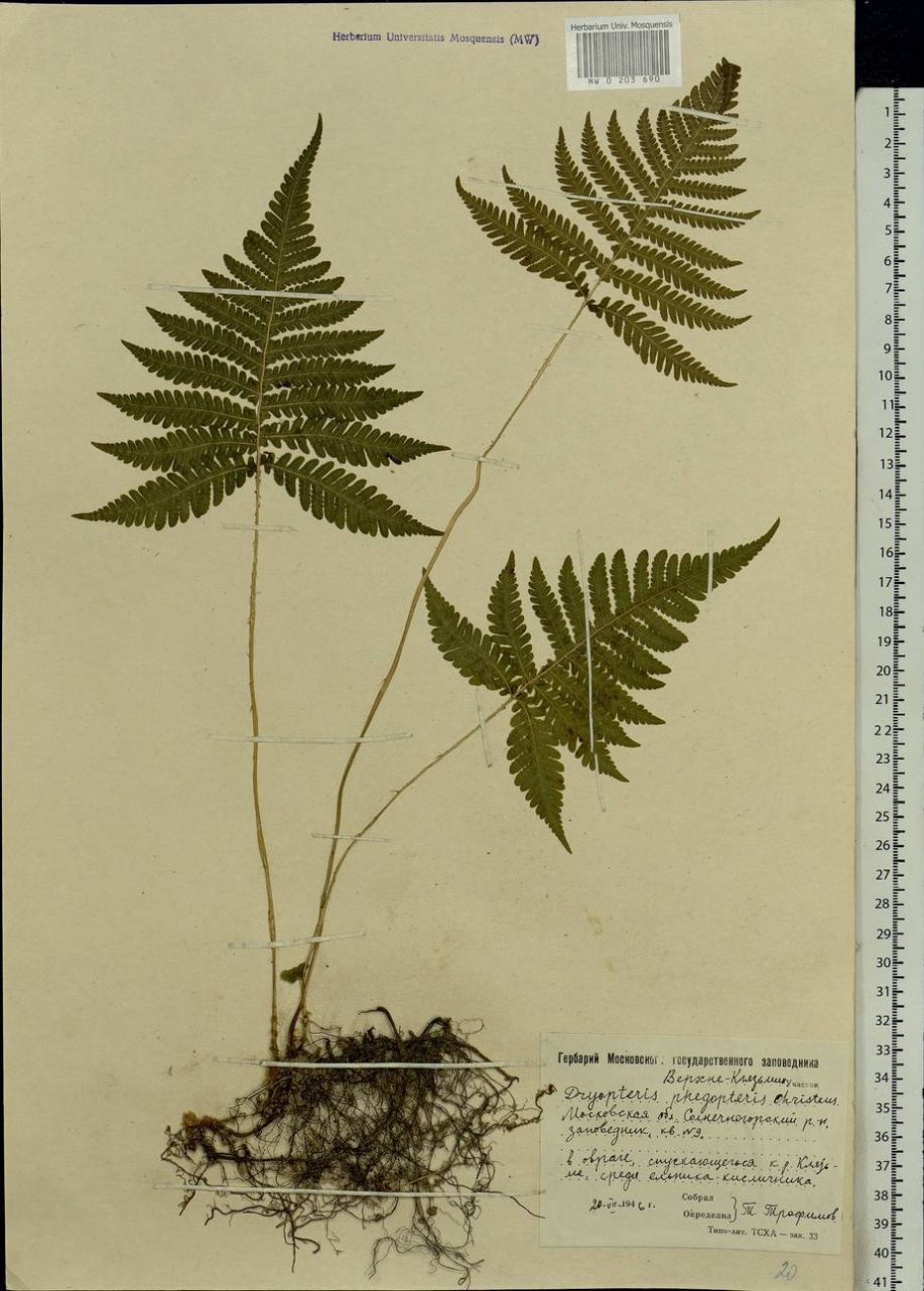 2.Кочедыжник женский (Athyrium filix-Femina)