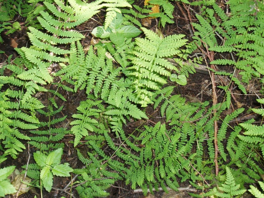 Папоротник Телиптерис