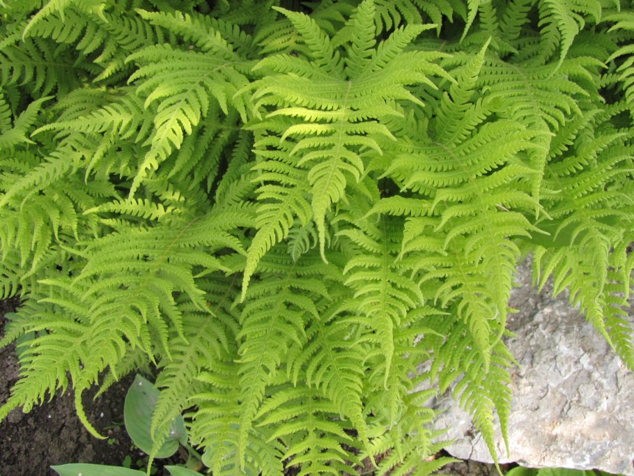 Фегоптерис буковый