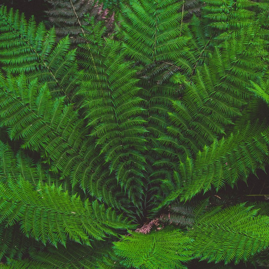 Thelypteris Phegopteris